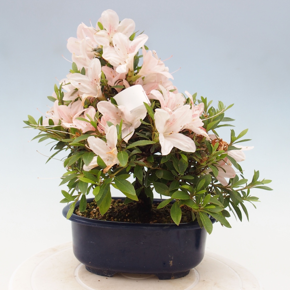 Venkovní bonsai - Japonská azalka - Azalea Nikko