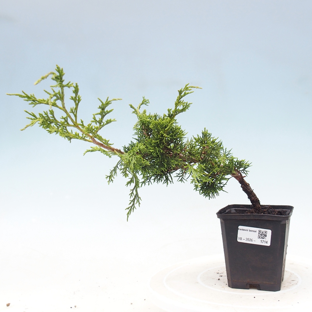Venkovní bonsai - Juniperus chinensis Itoigawa -Jalovec čínský