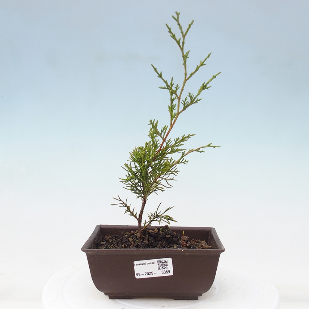 Venkovní bonsai - Juniperus chinensis Itoigawa -Jalovec čínský