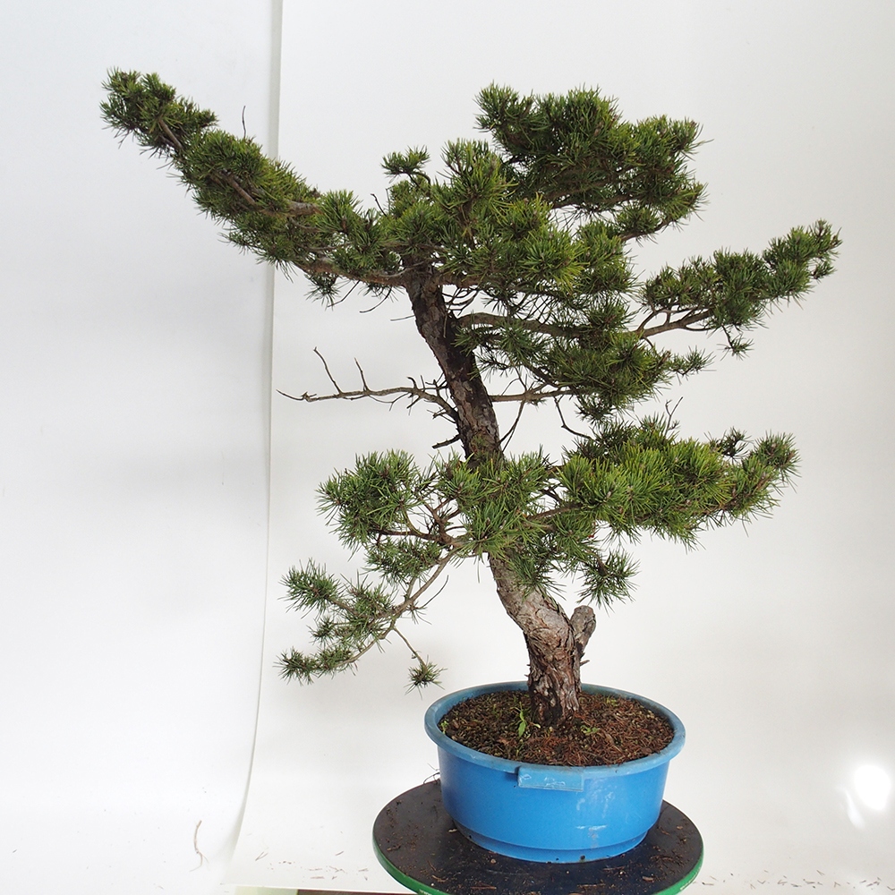 Yamadori - Pinus sylvestris Španělsko