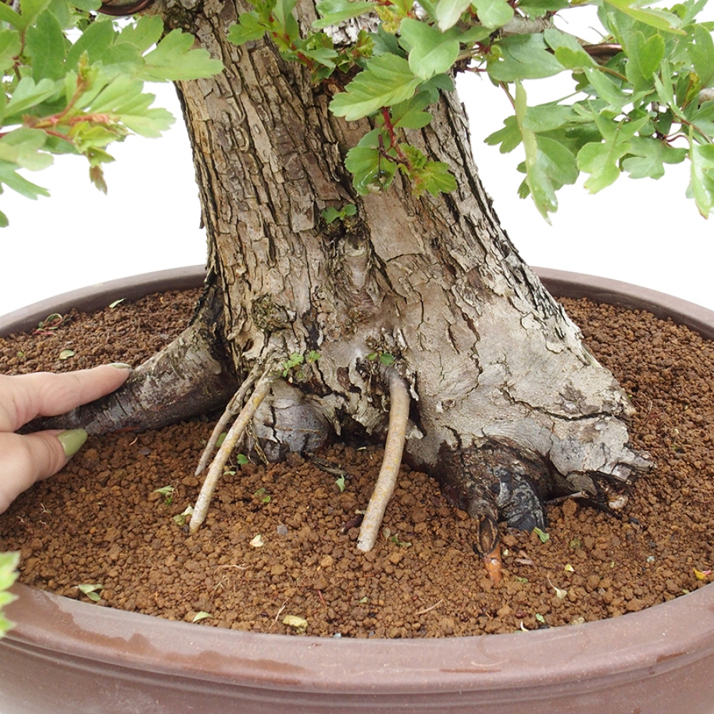 Venkovní bonsai - Hloh - Crataegus monogyna