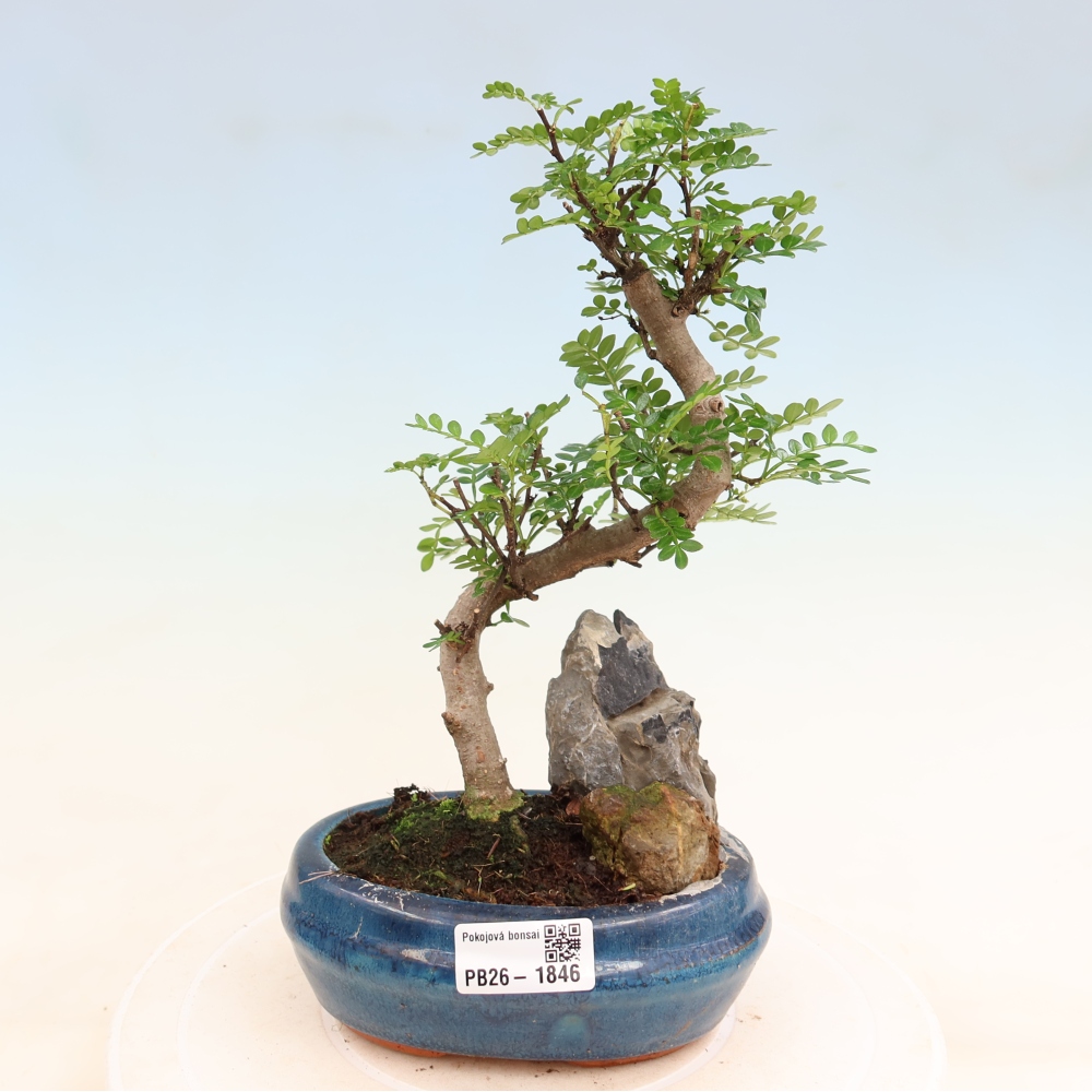 Pokojová bonsai - Zantoxylum piperitum - Pepřovník