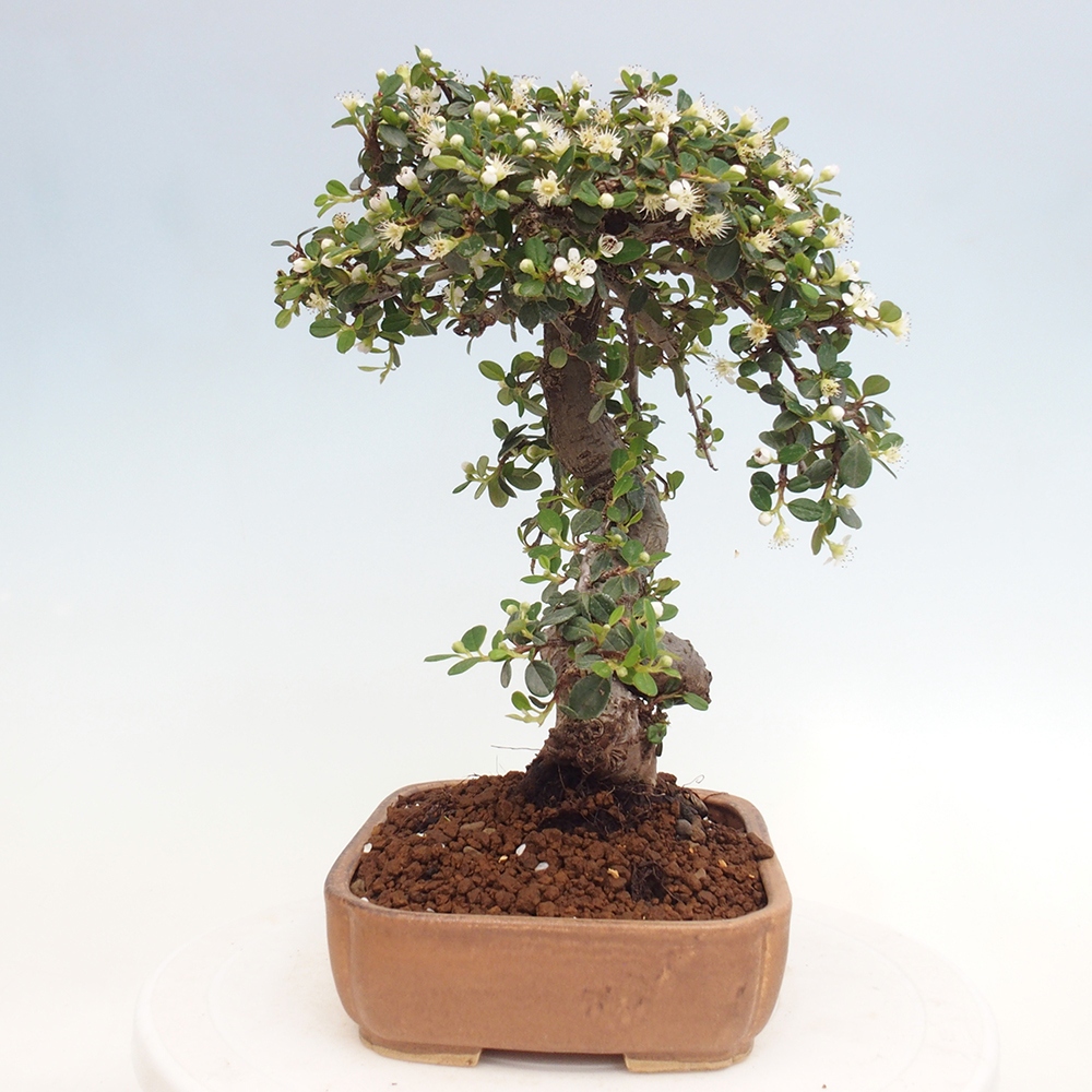 Venkovní bonsai-Cotoneaster dammeri - Skalník Damerův