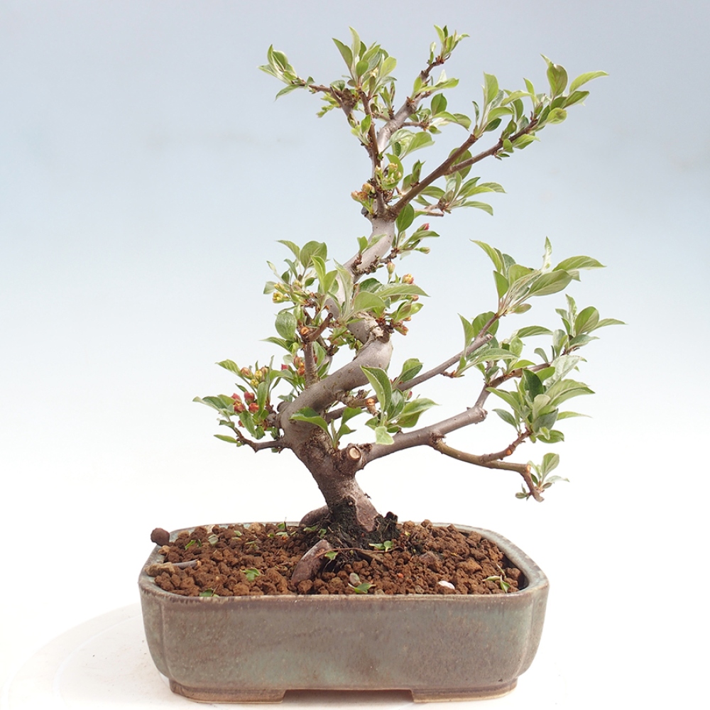 Venkovní bonsai - Malus sargentii -  Maloplodá jabloň