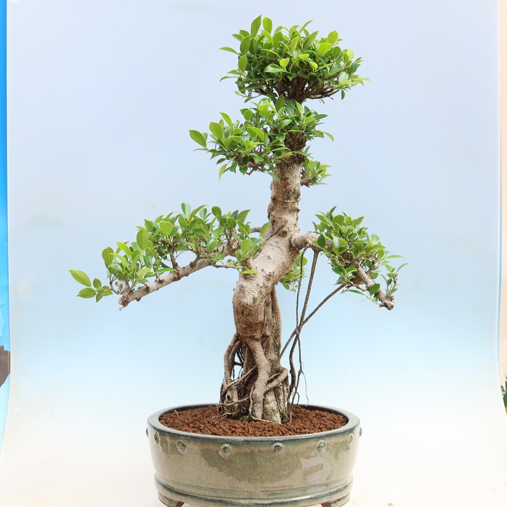 Pokojová bonsai - Ficus kimmen -  malolistý fíkus