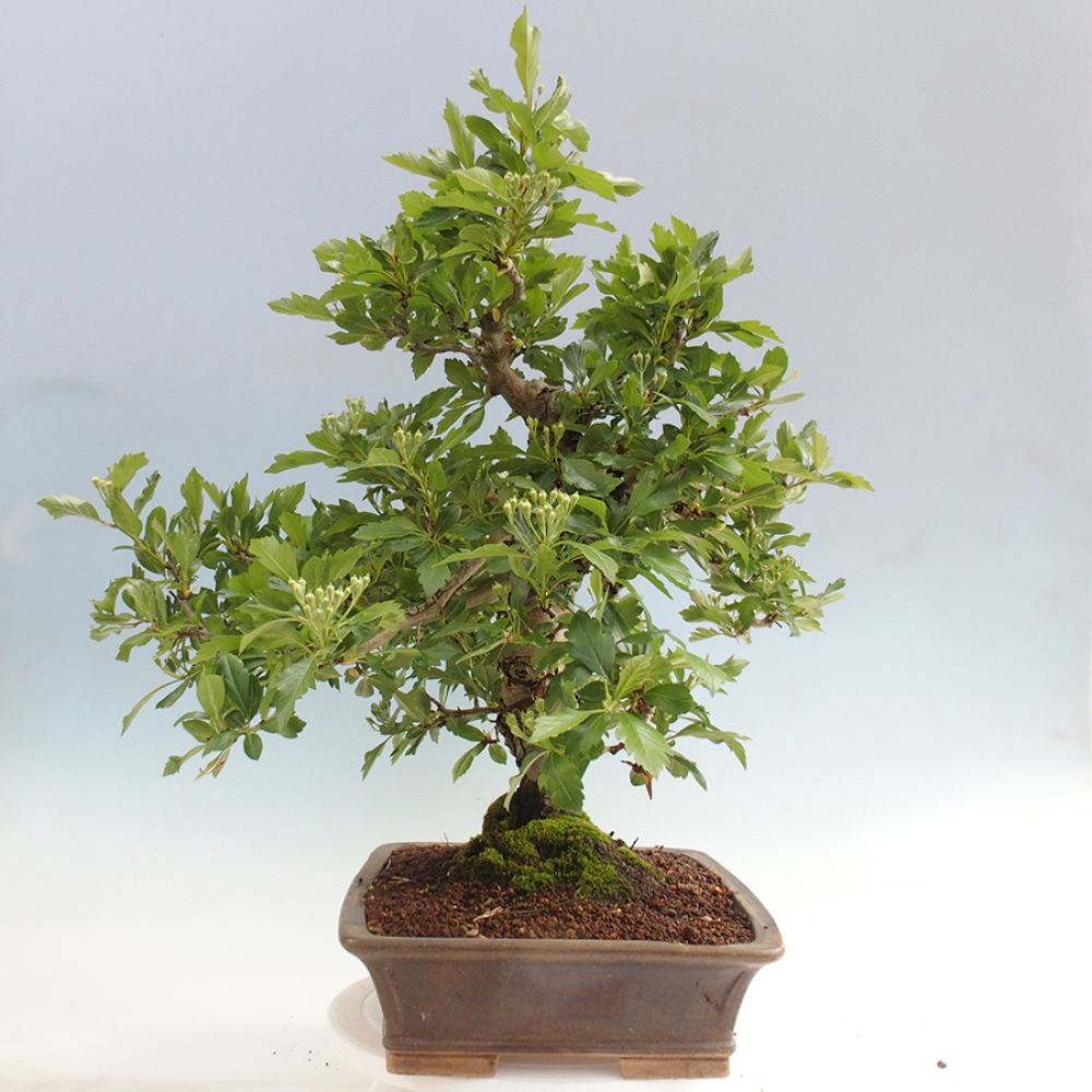 Venkovní bonsai - Hloh klínovitý - Crataegus cuneata