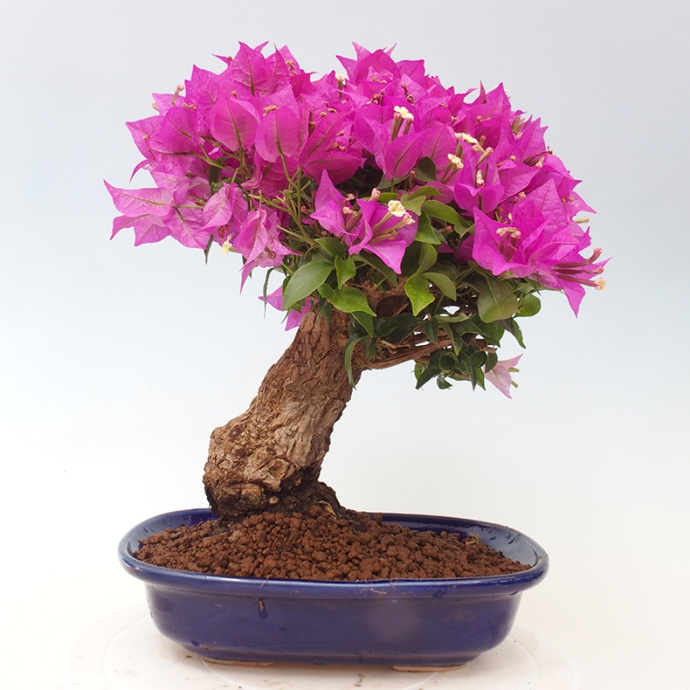 Pokojová bonsai - Bouganwilea