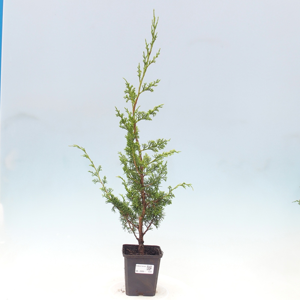 Venkovní bonsai - Juniperus chinensis Itoigawa -Jalovec čínský