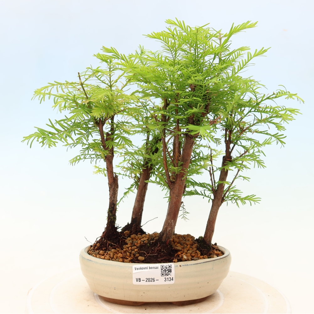 Venkovní bonsai - Metasequoia glyptostroboides - Metasekvoje čínská - lesík
