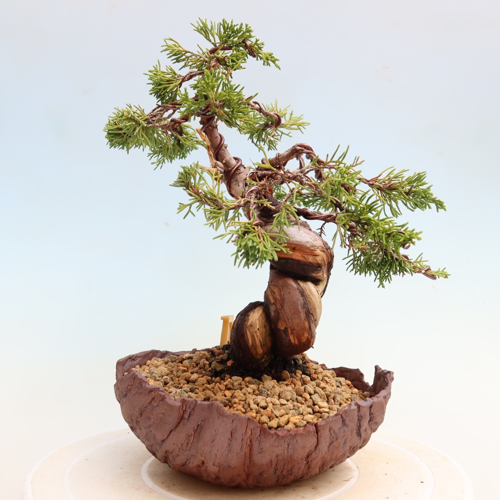 Venkovní bonsai - Juniperus chinensis Itoigawa-Jalovec čínský