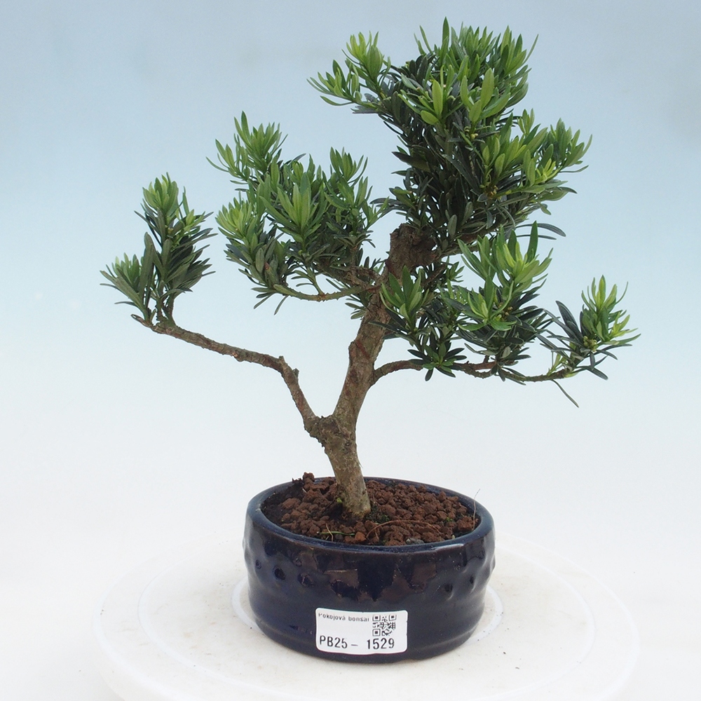 Pokojová bonsai - Podocarpus - Kamenný tis