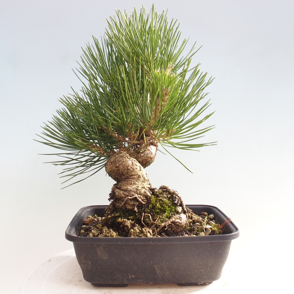 Venkovní bonsai - Pinus thunbergii - Borovice thunbergova