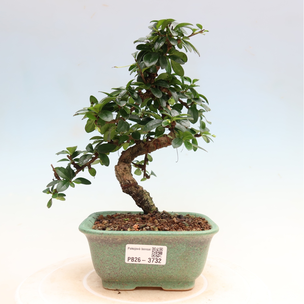Pokojová bonsai - Carmona macrophylla - Čaj fuki