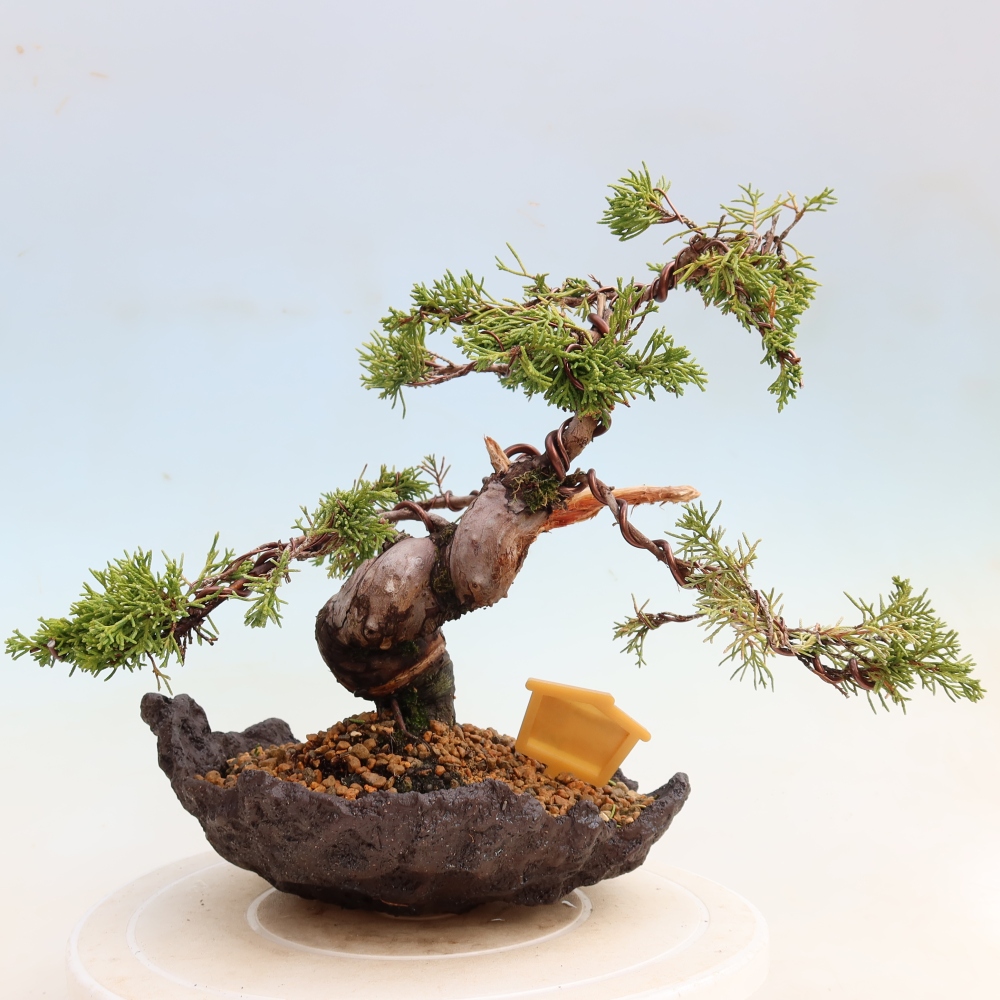 Venkovní bonsai - Juniperus chinensis Itoigawa-Jalovec čínský