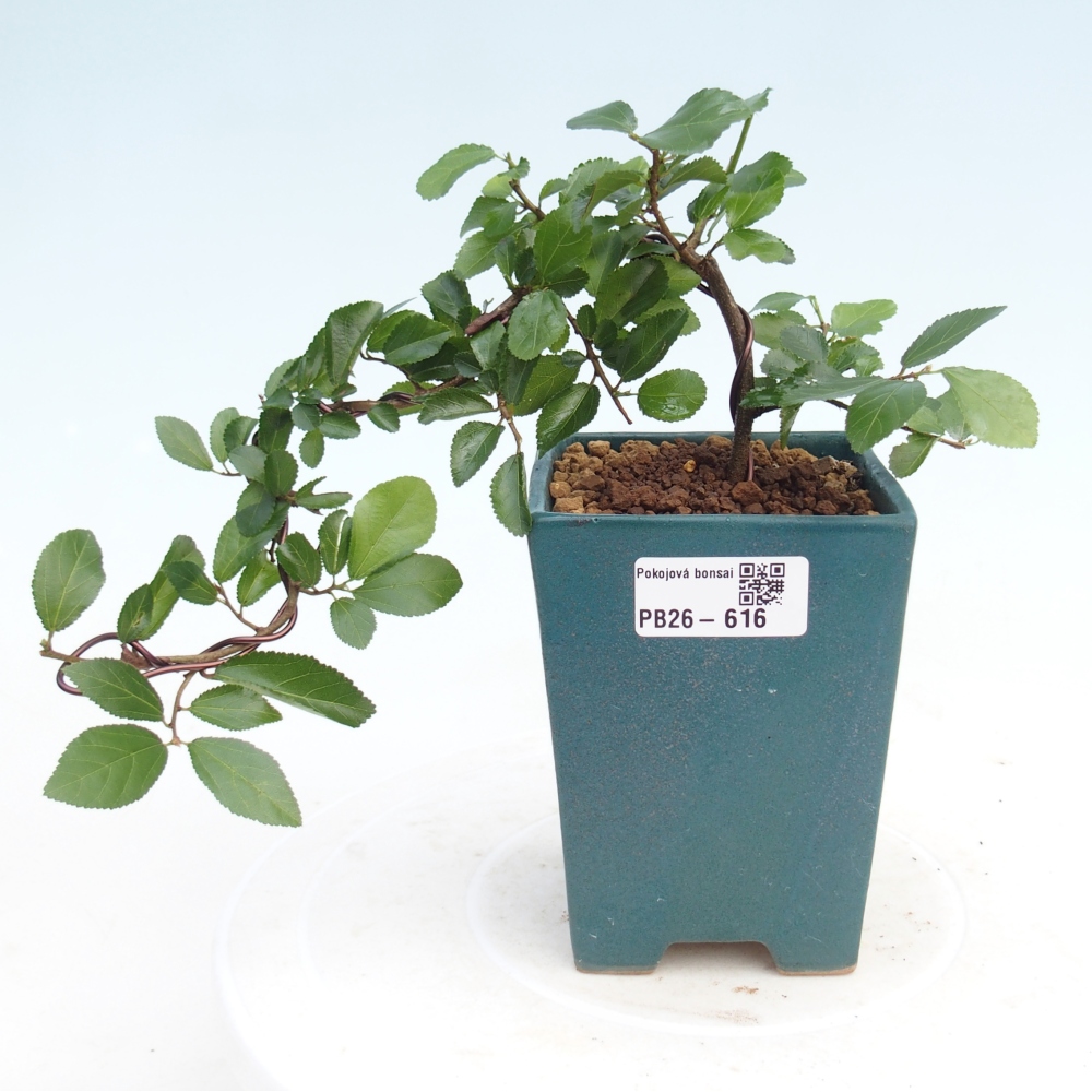 Pokojová bonsai - Grewia occidentalis - Hvězdice levandulová