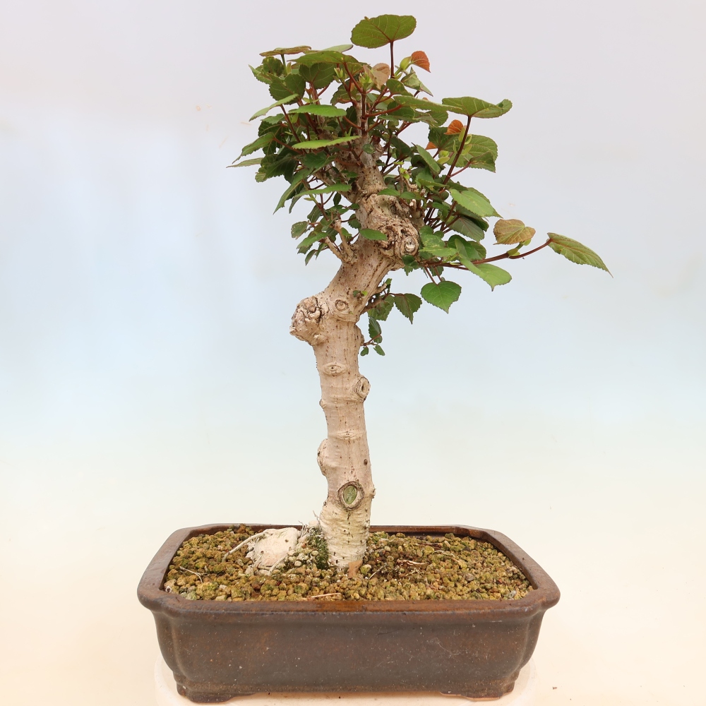 Pokojová bonsai - Hibiscus tiliaceus - Ibišek lípovitý, morský