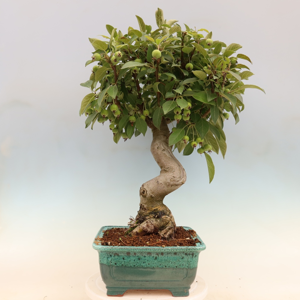 Venkovní bonsai -Malus halliana - Maloplodá jabloň