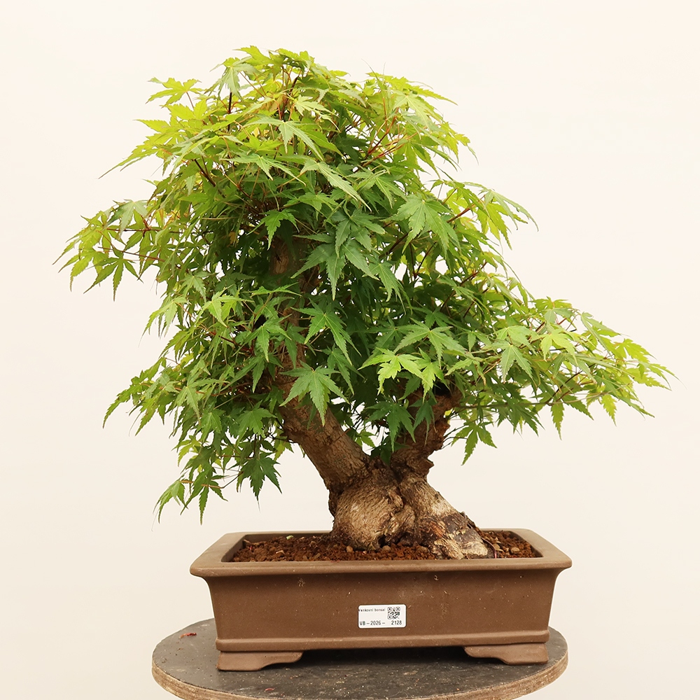 Venkovní bonsai - Javor palmatum  - Javor dlanitolistý