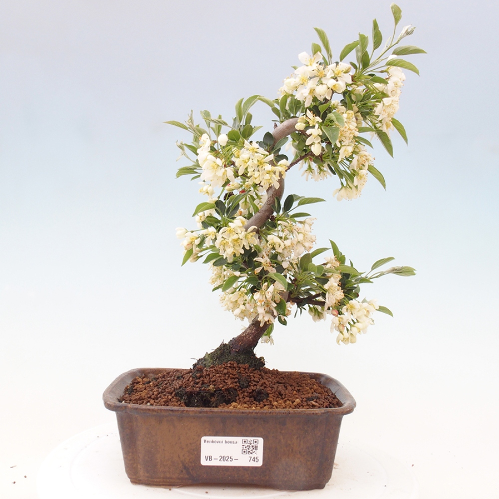 Venkovní bonsai - Malus sargentii -  Maloplodá jabloň