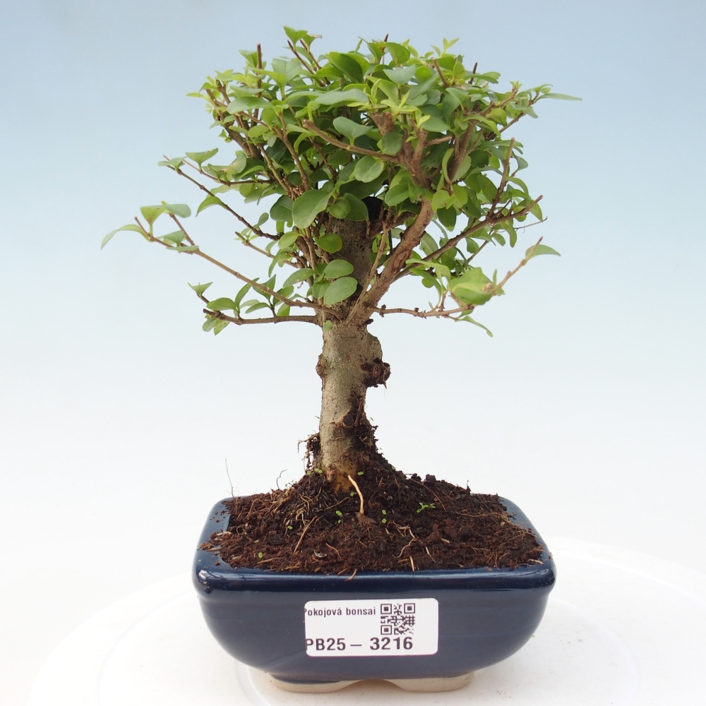 Pokojová bonsai -Ligustrum chinensis - Ptačí zob