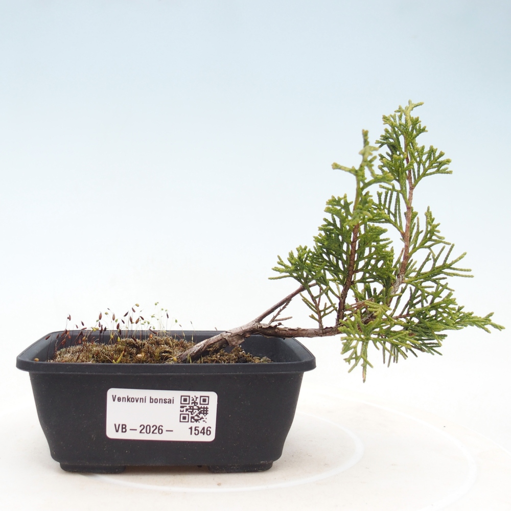 Venkovní bonsai - Juniperus chinensis Itoigawa -Jalovec čínský