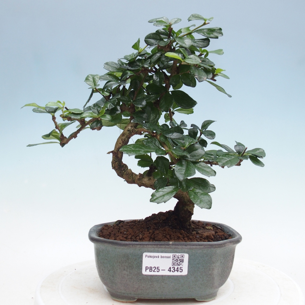 Pokojová bonsai - Carmona macrophylla - Čaj fuki