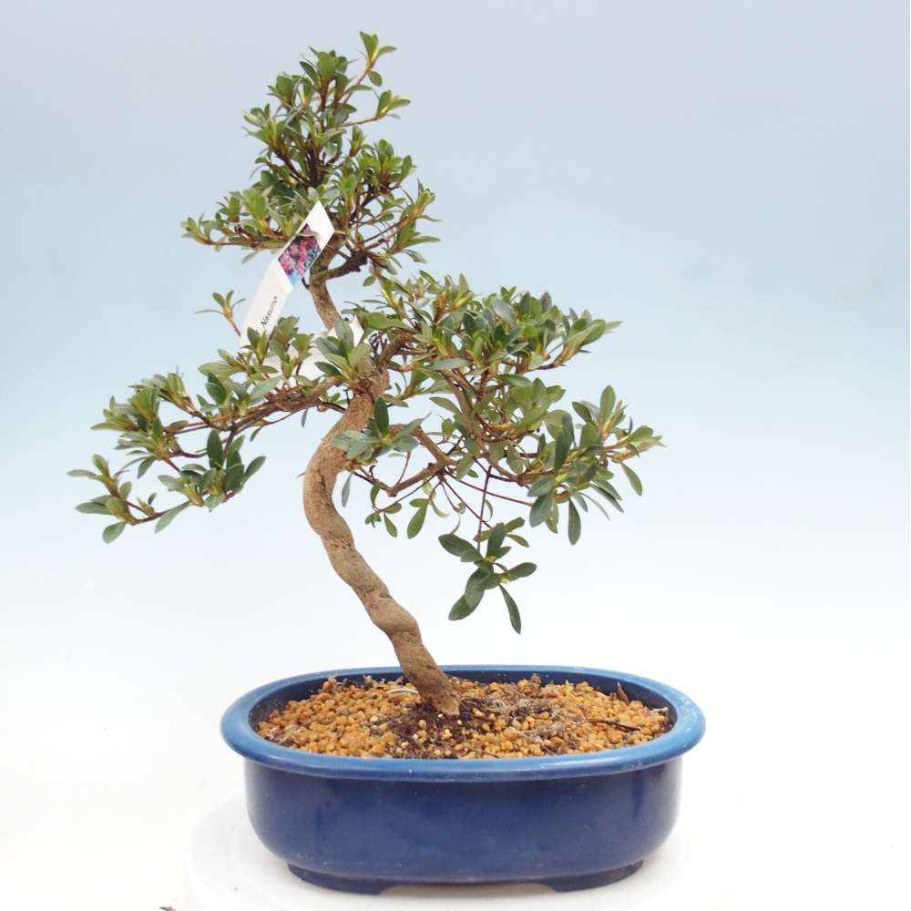 Venkovní bonsai - Japonská azalka - Azalea Nasuno