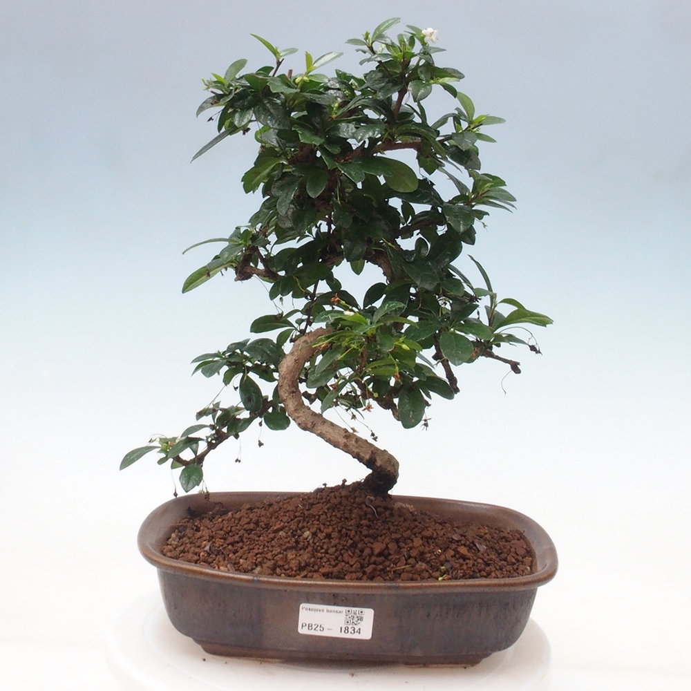 Pokojová bonsai - Carmona macrophylla - Čaj fuki