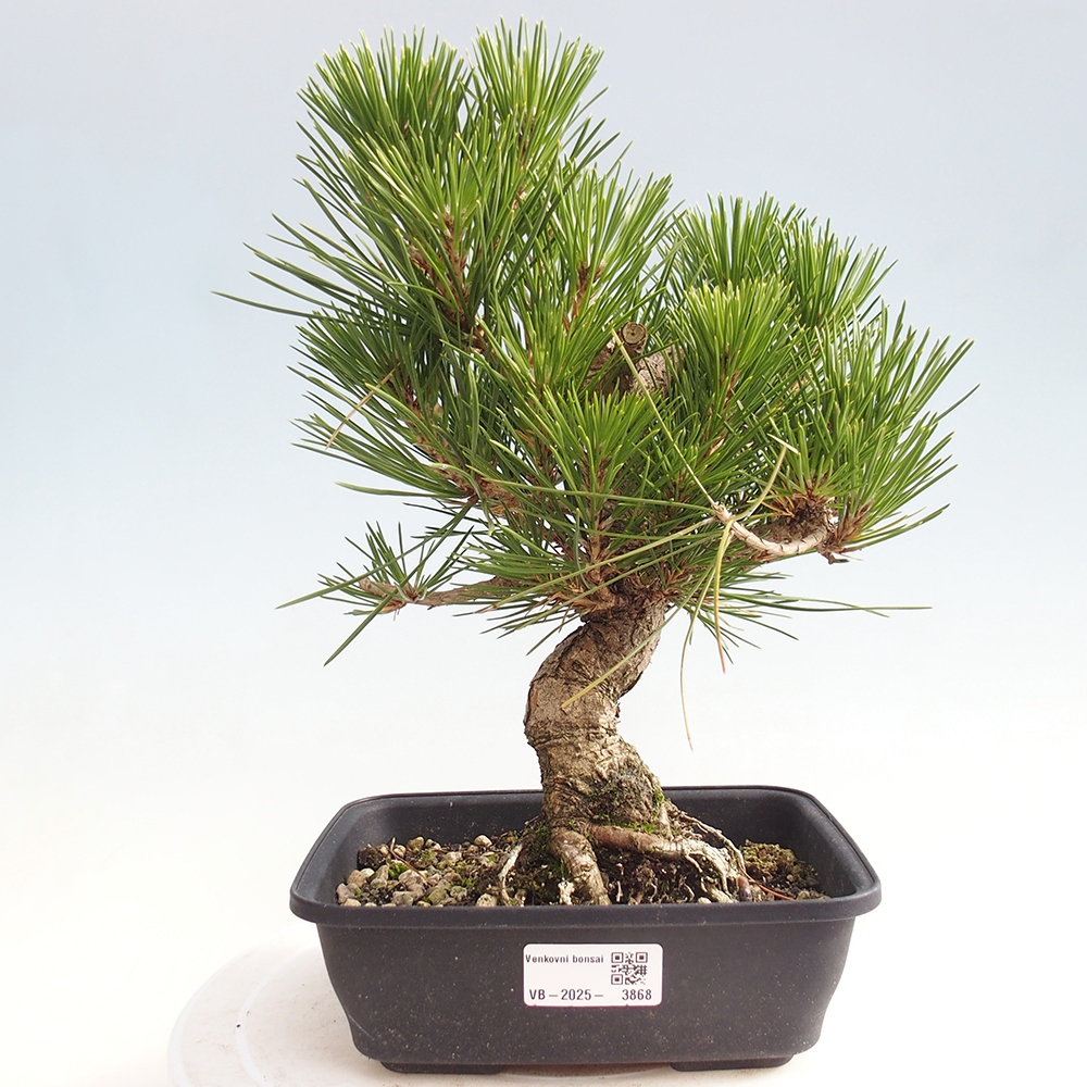 Venkovní bonsai - Pinus thunbergii - Borovice thunbergova