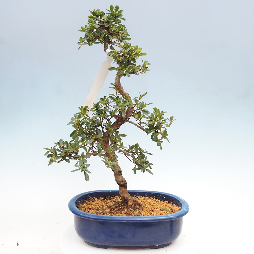 Venkovní bonsai - Japonská azalka - Azalea Asahi-no-izumi