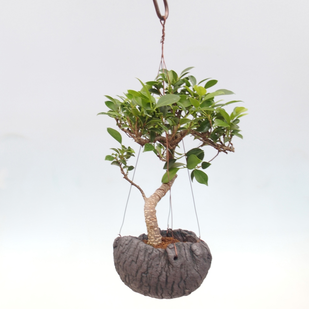 Kokedama v keramice - malolistý ficus - Ficus kimmen