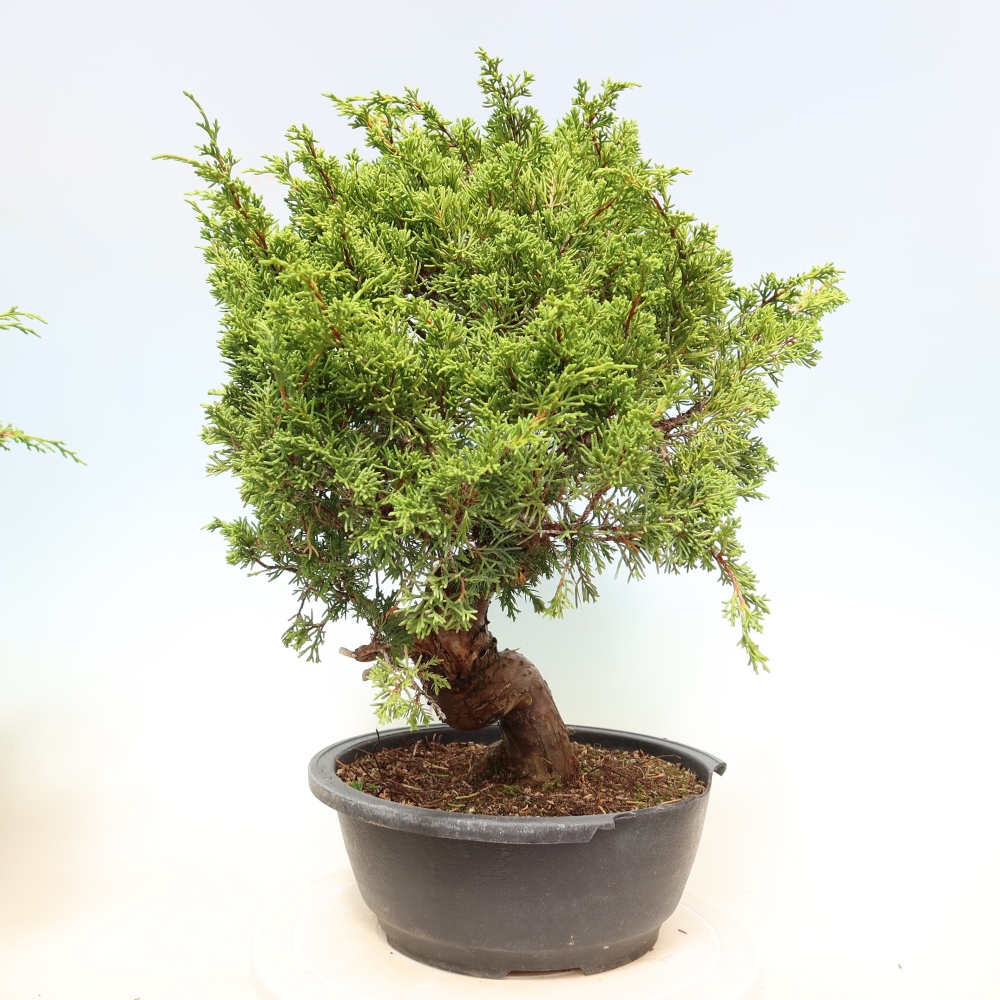 Venkovní bonsai - Juniperus chinensis Itoigawa-Jalovec čínský