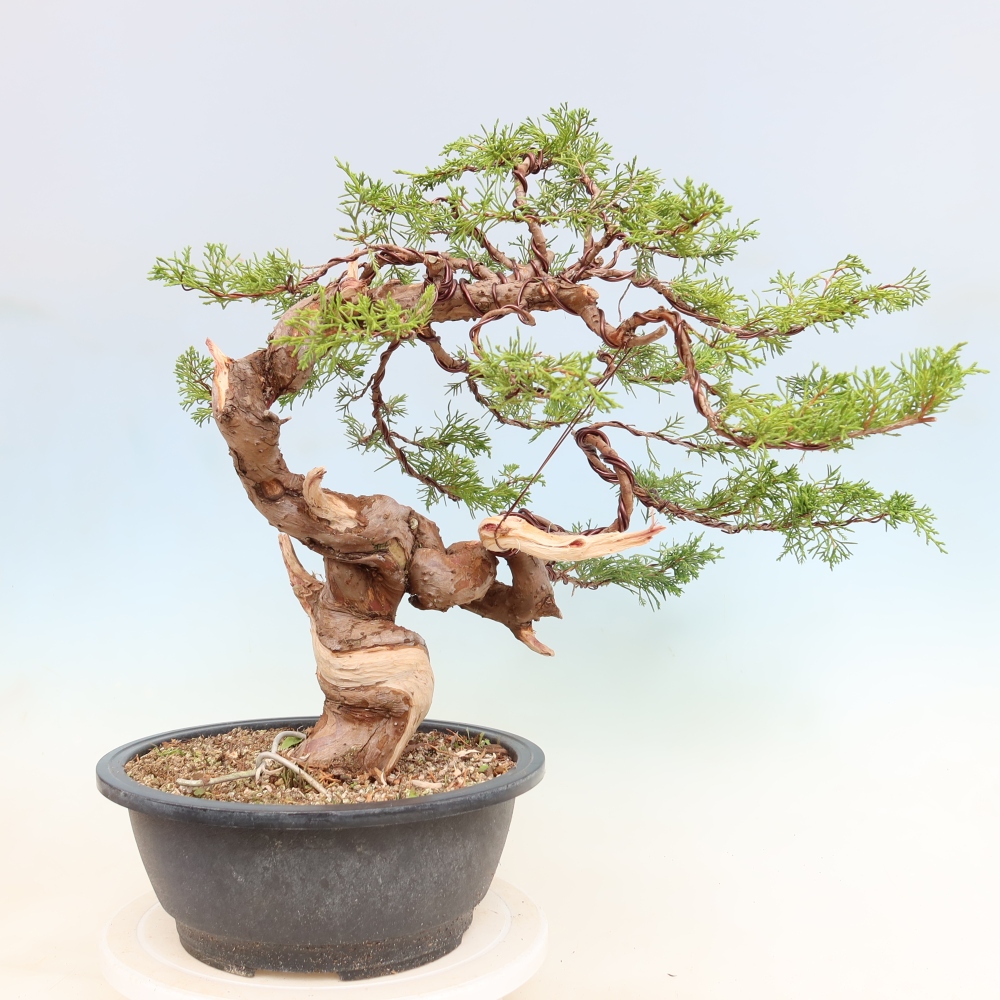 Venkovní bonsai - Juniperus chinensis Itoigawa-Jalovec čínský