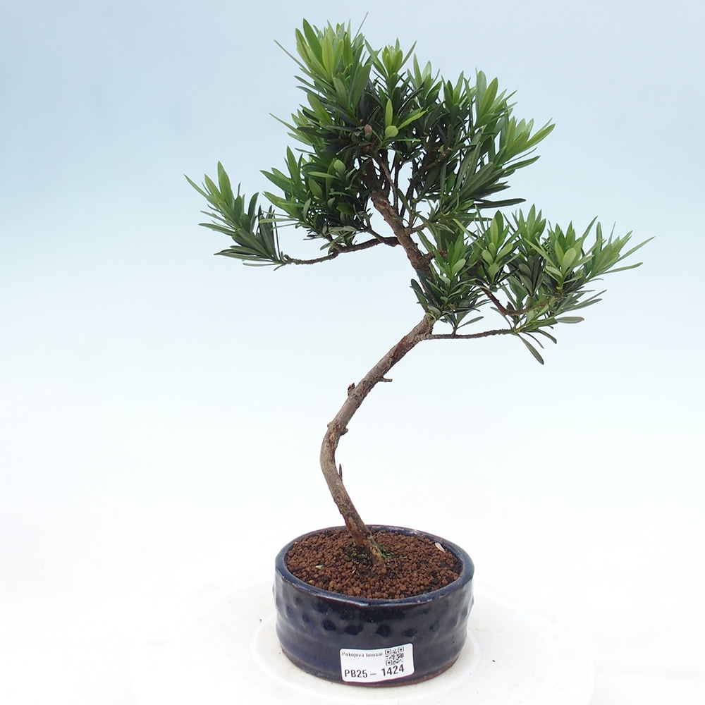 Pokojová bonsai - Podocarpus - Kamenný tis