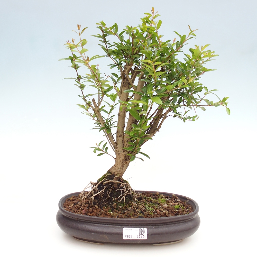 Pokojová bonsai-PUNICA granatum nana-Granátové jablko