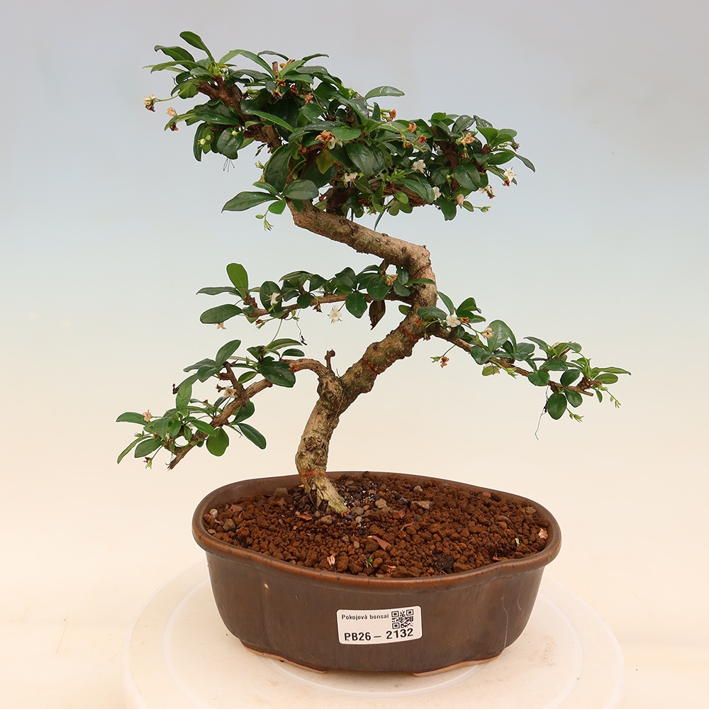 Pokojová bonsai - Carmona macrophylla - Čaj fuki