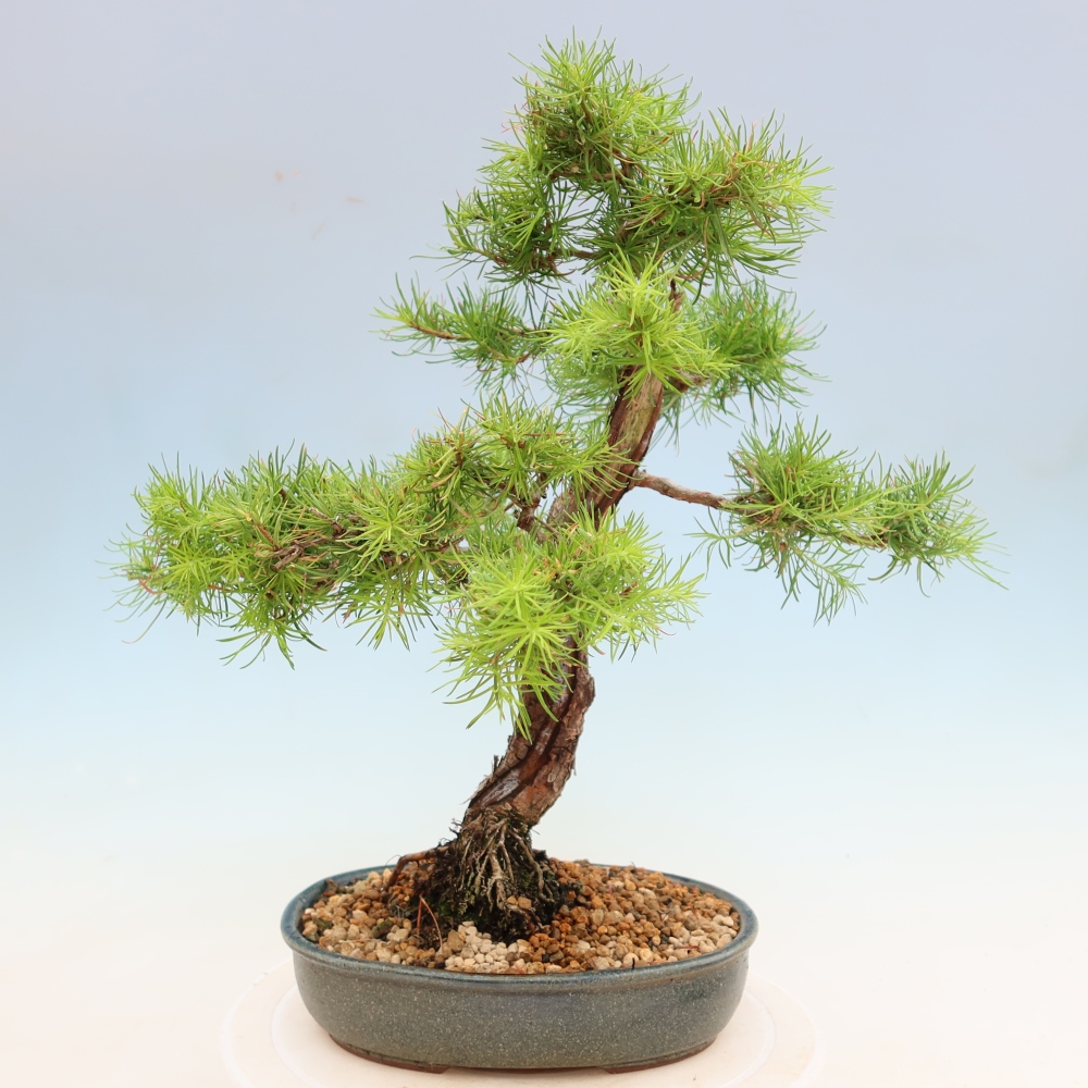 Venkovní bonsai -Larix decidua - Modřín opadavý 