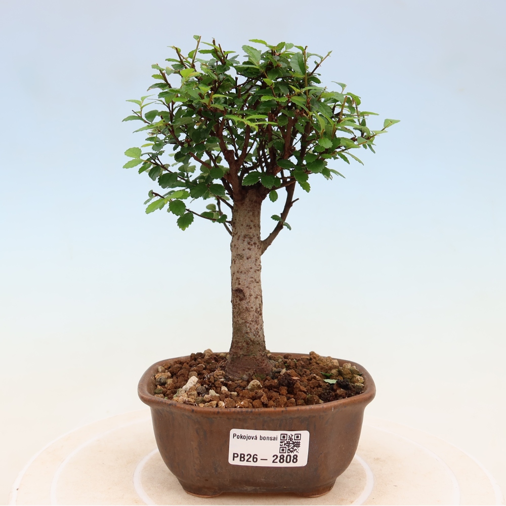 Pokojová bonsai - Ulmus parvifolia - Malolistý jilm