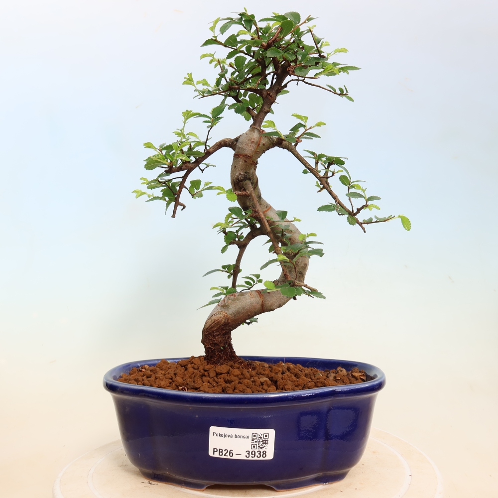 Pokojová bonsai - Ulmus parvifolia - Malolistý jilm