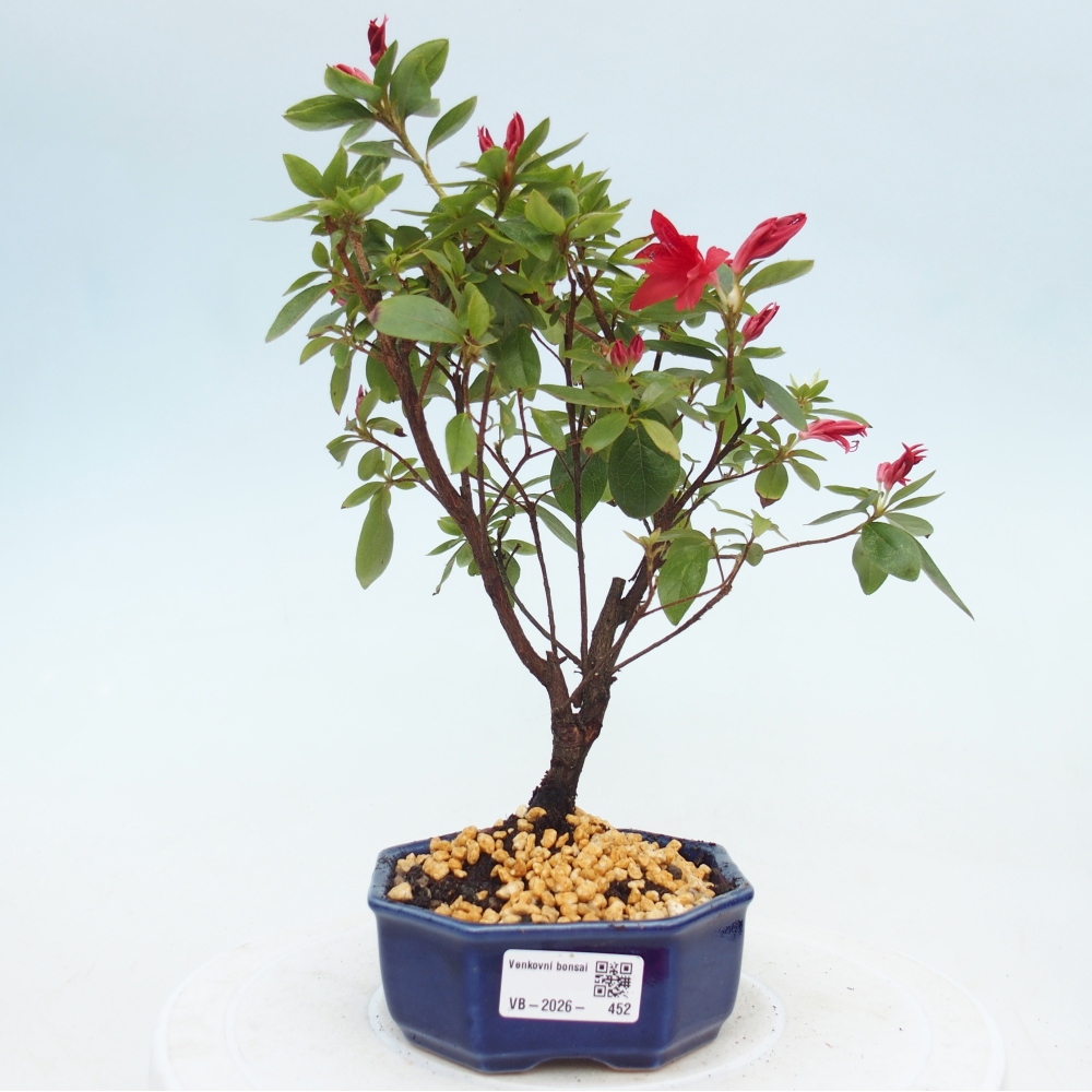 Venkovní bonsai - Japonská azalka - Azalea sp.