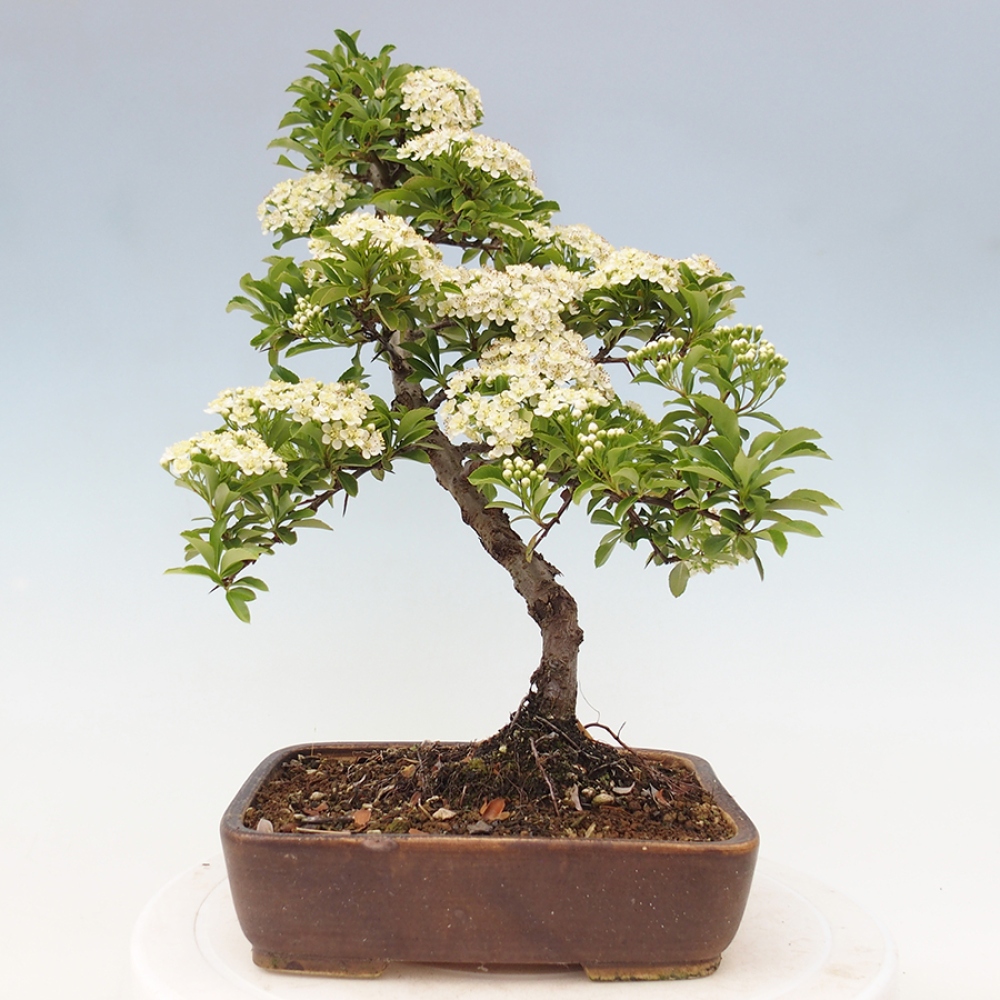 Venkovní bonsai-Pyracanta Teton -Hlohyně
