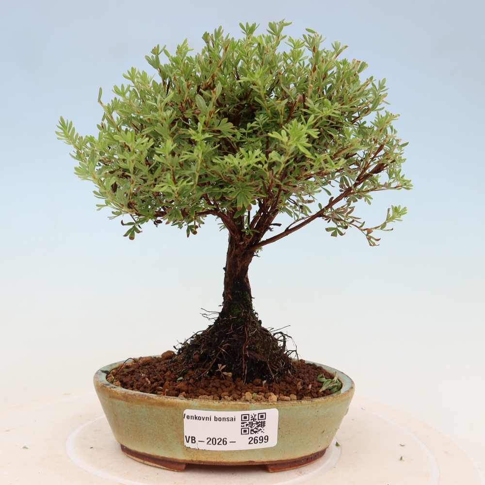 Venkovní bonsai-Mochna křovitá - potentila fruticosa Goldkissen