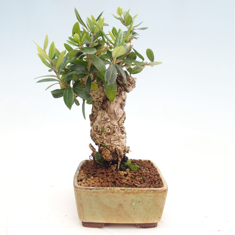 Pokojová bonsai - Olea europaea sylvestris -Oliva evropská drobnolistá