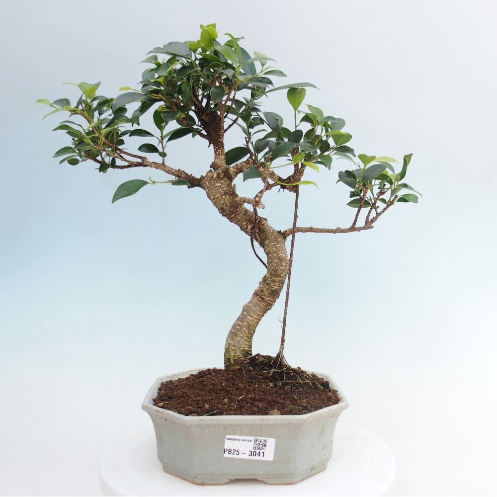 Pokojová bonsai - Ficus retusa -  malolistý fíkus