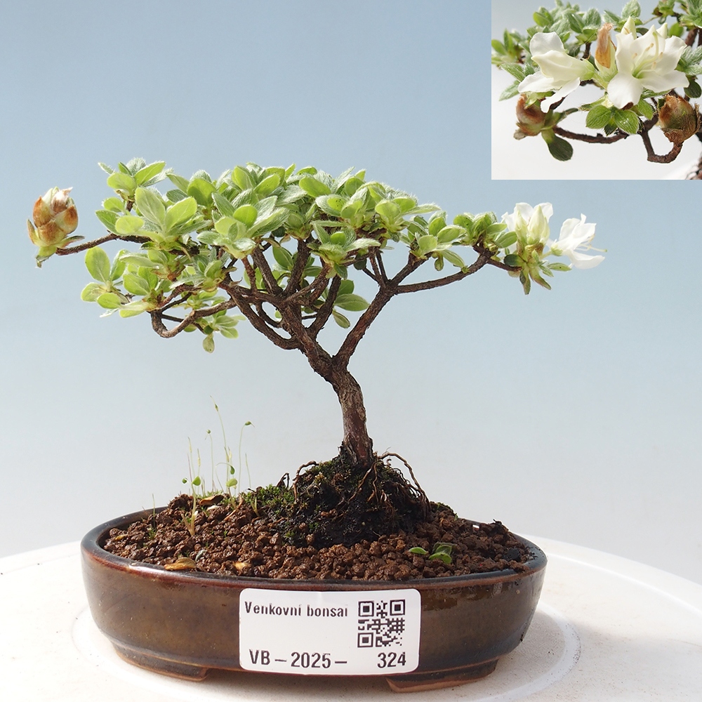 Venkovní bonsai - Rhododendron indicum - Japonská azalka