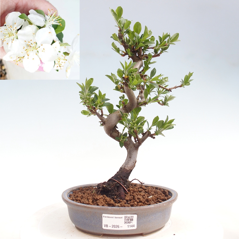 Venkovní bonsai - Malus sargentii -  Maloplodá jabloň