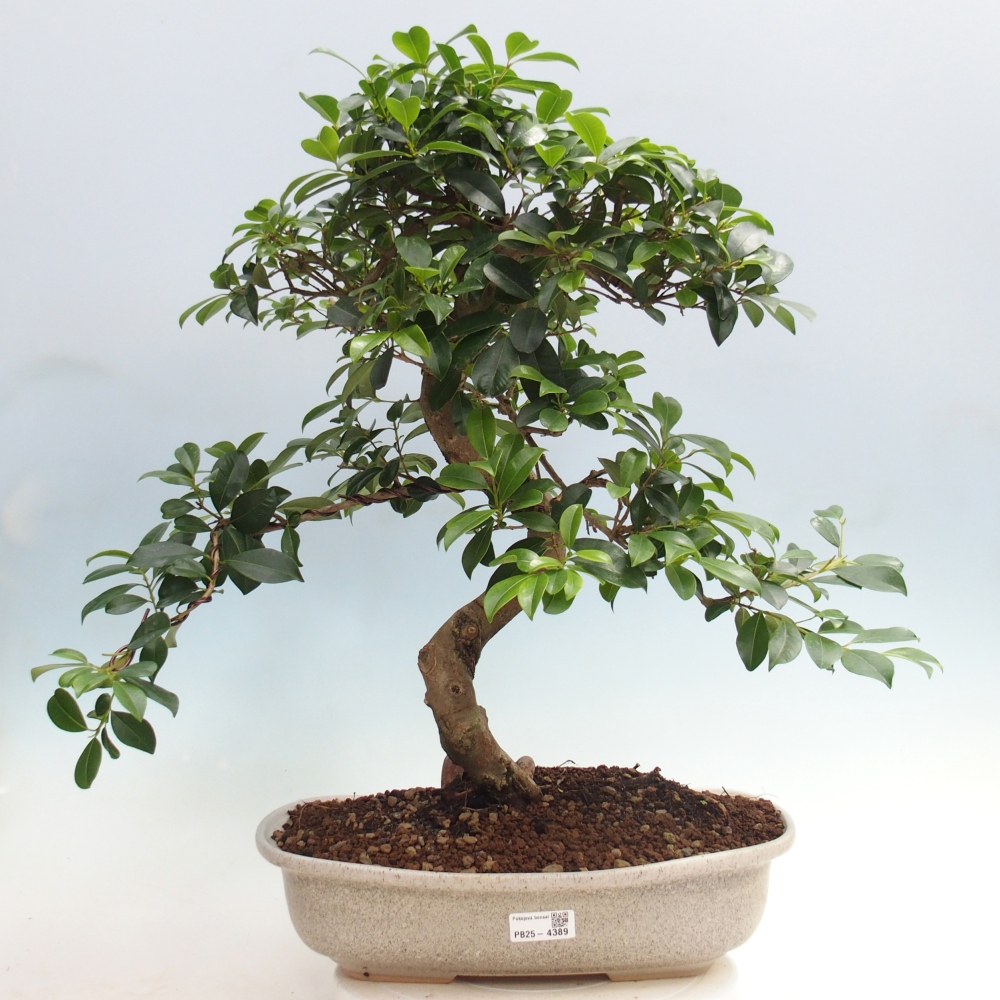 Pokojová bonsai - Australská třešeň - Eugenia uniflora - POUZE OSOBNÍ ODBĚR nebo paletová přeprava