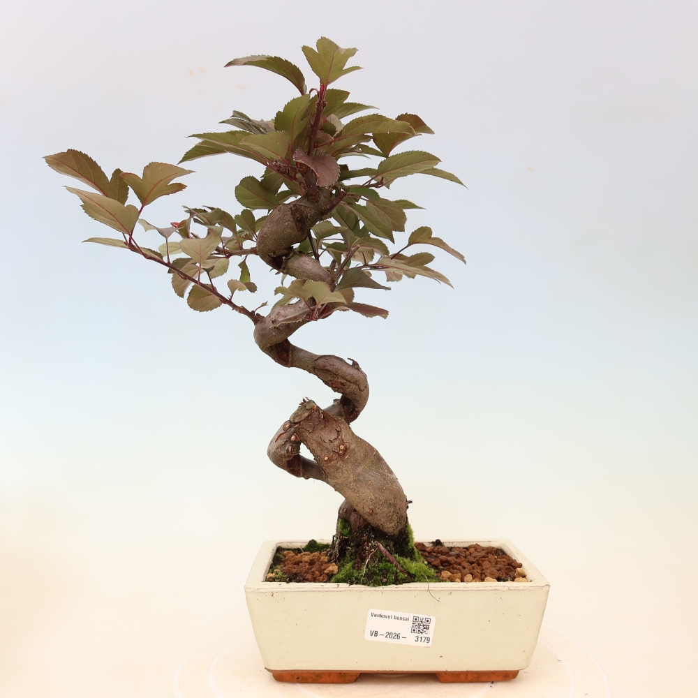 Venkovní bonsai -Malus domestica - Maloplodá jabloň červenolistá