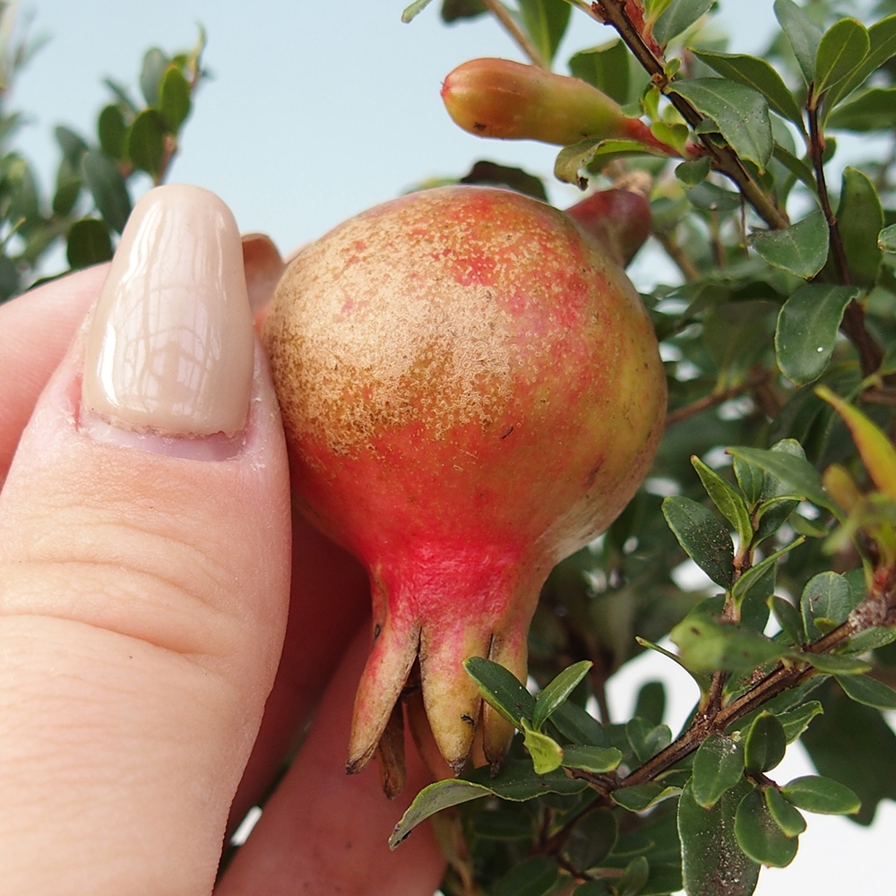 Pokojová bonsai-PUNICA granatum nana-Granátové jablko
