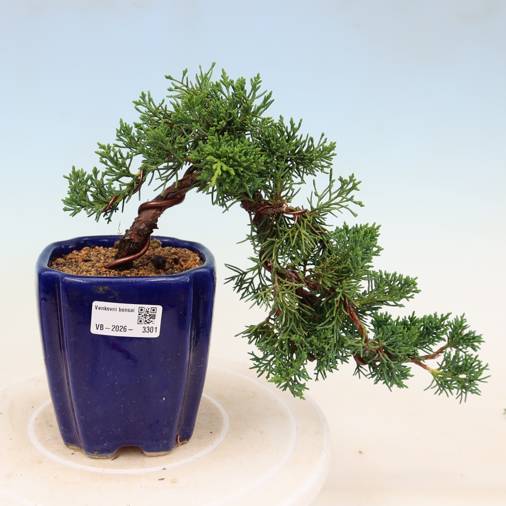 Venkovní bonsai - Juniperus chinensis Kishu -Jalovec čínský
